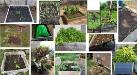 Carbon School Challenge 2025: Harvest Complete – Biomass Weighed: Which School Grew the Most?? INVITE GmbH